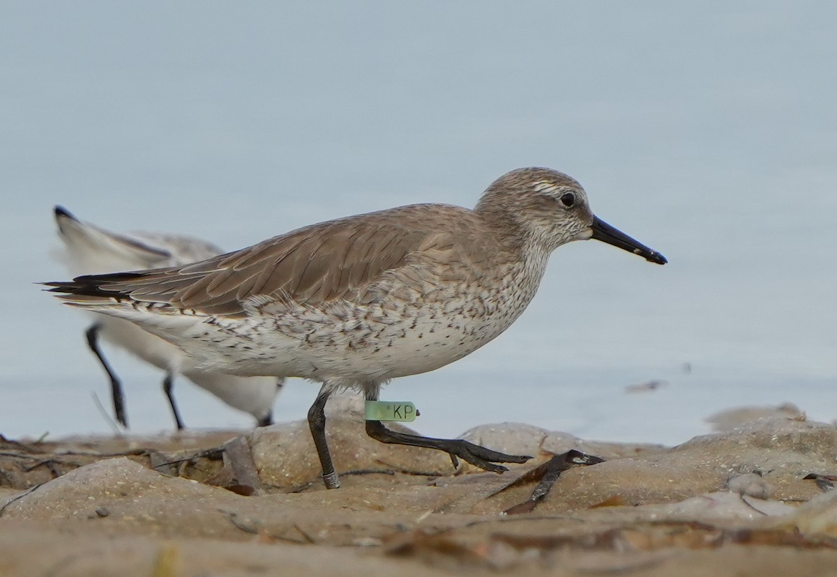 חופית להקנית - ML645183919