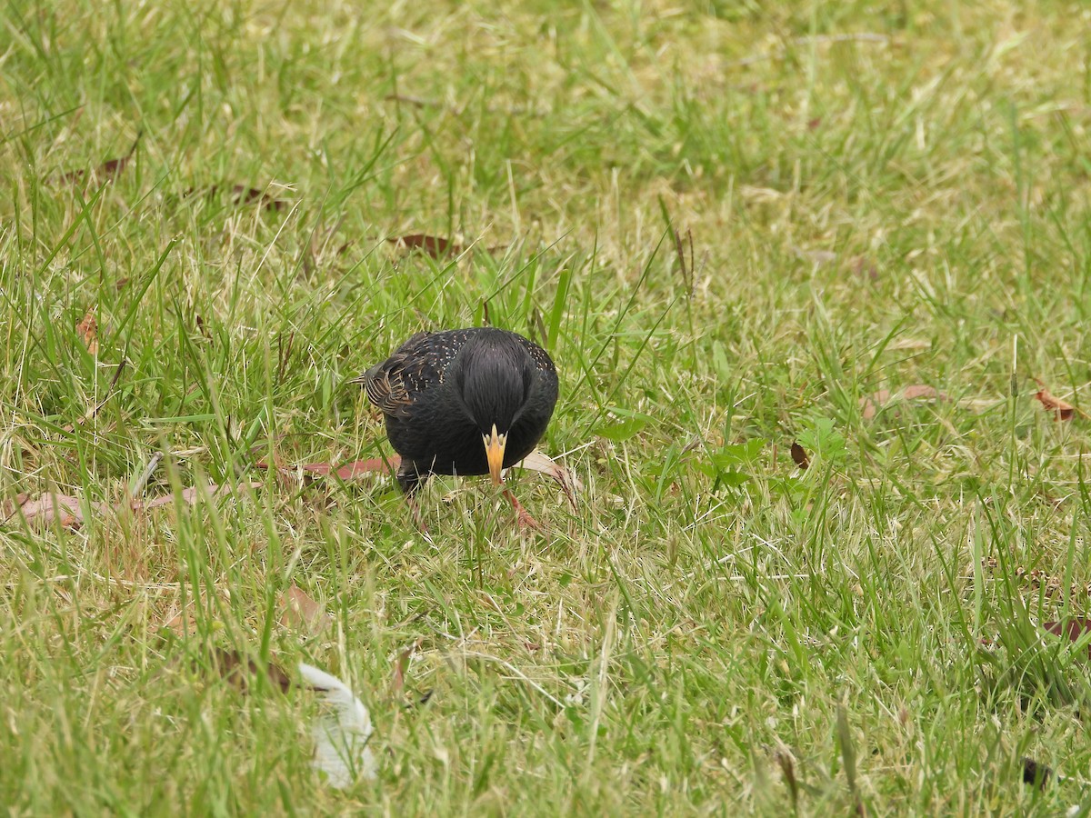 European Starling - ML645183923