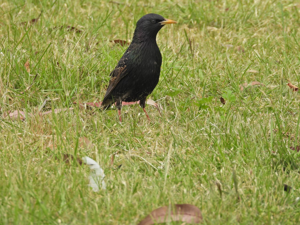 European Starling - ML645183930