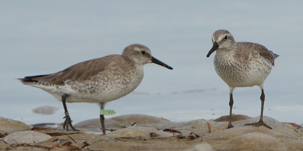 חופית להקנית - ML645183934