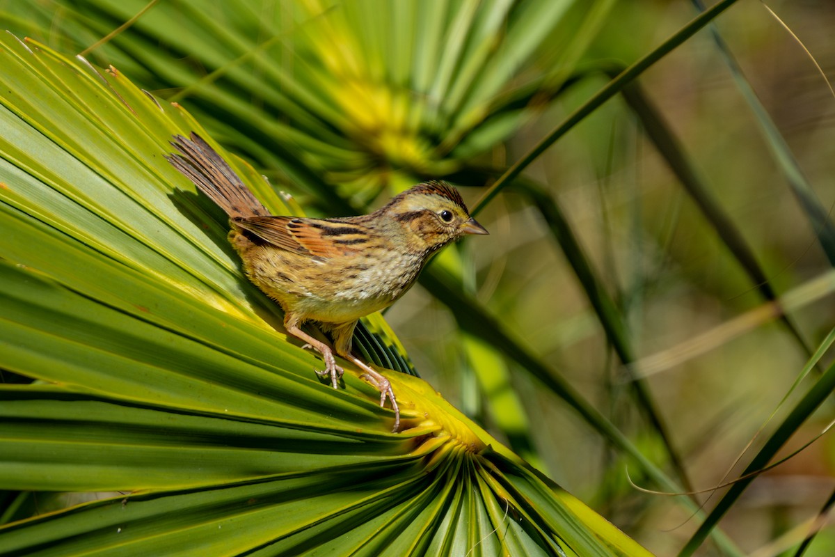 Swamp Sparrow - ML645183939