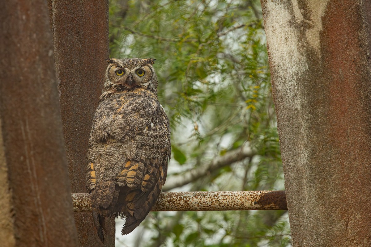 Great Horned Owl - ML645183953