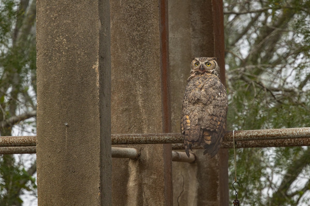 Great Horned Owl - ML645183954