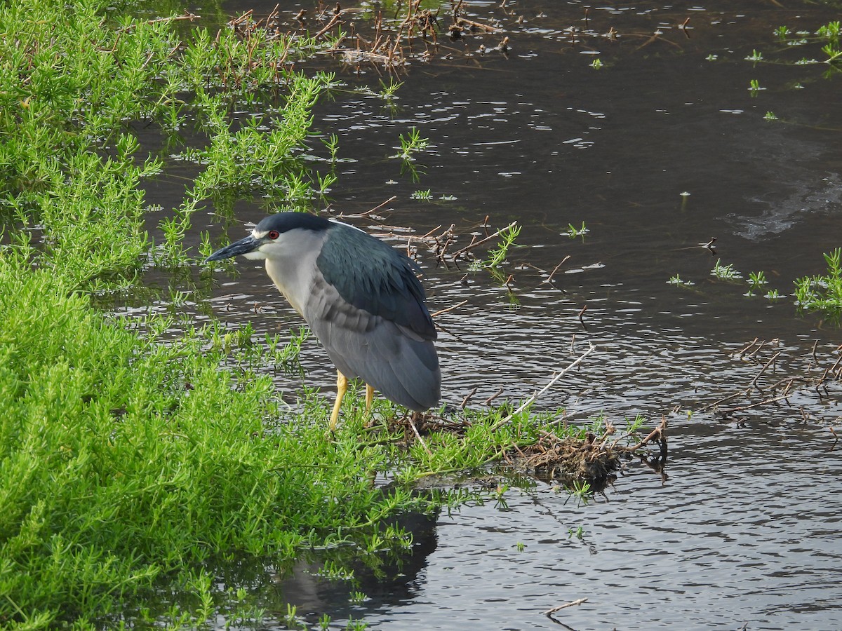 kvakoš noční - ML645183955