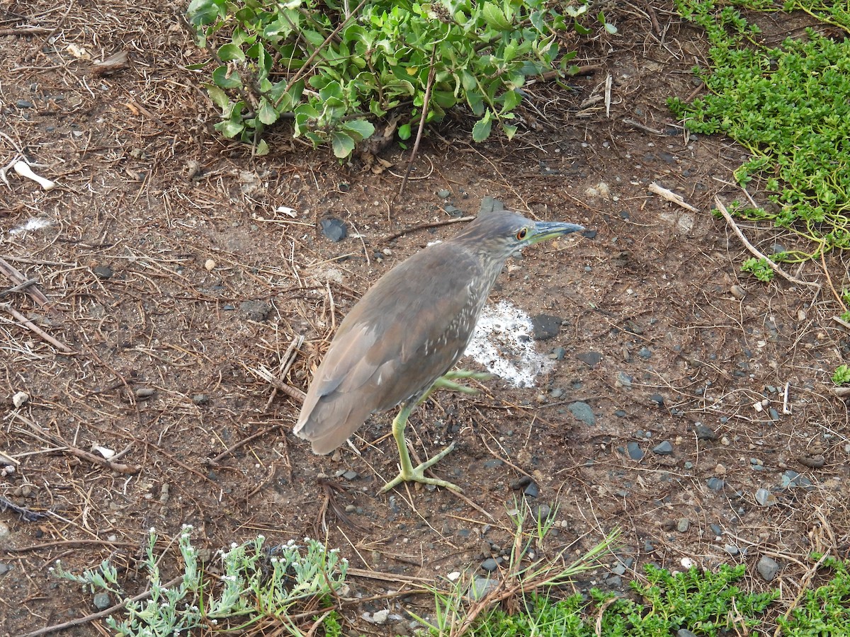 kvakoš noční - ML645183956