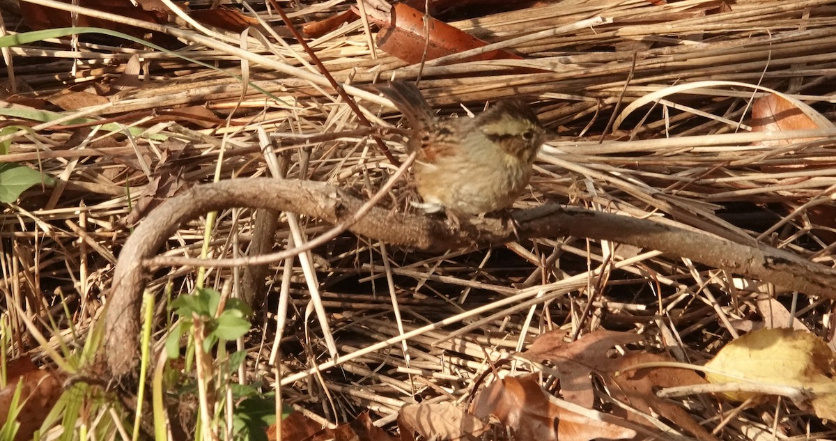 Swamp Sparrow - ML645183959