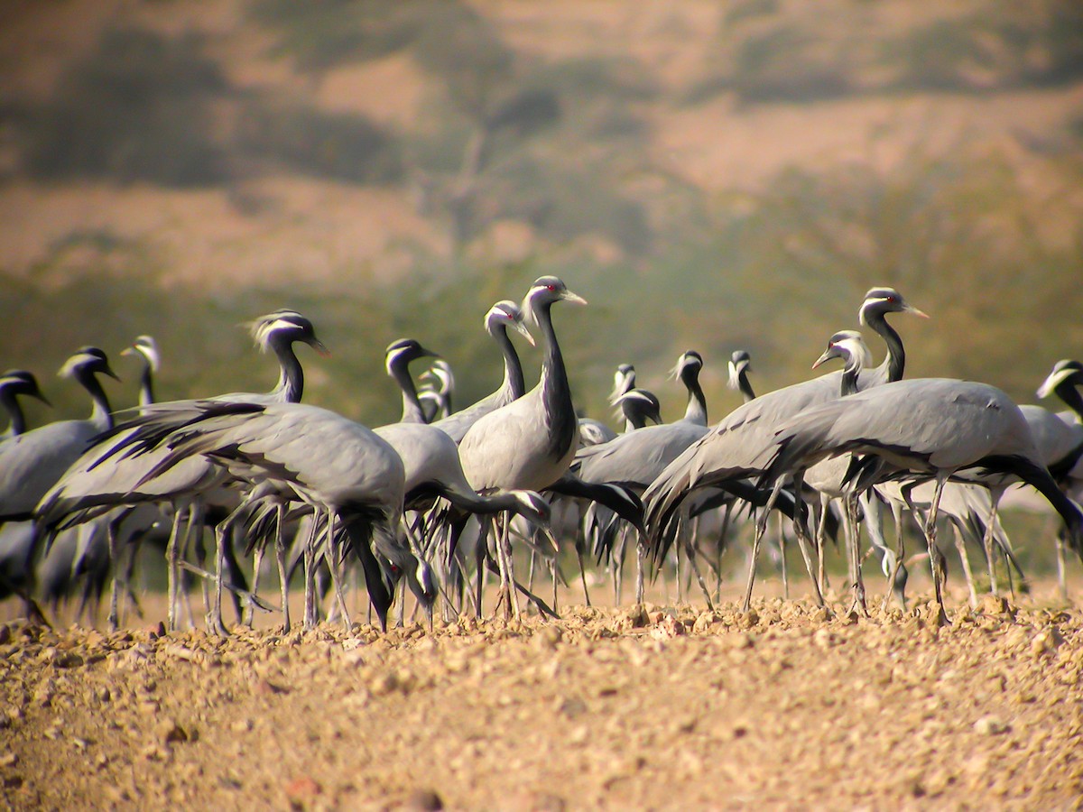 jeřáb panenský - ML645183964