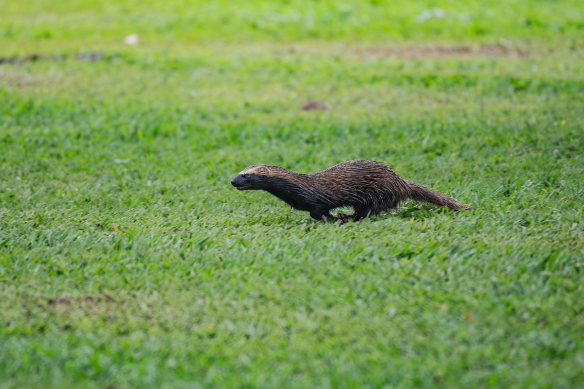 Animali - ML645183968