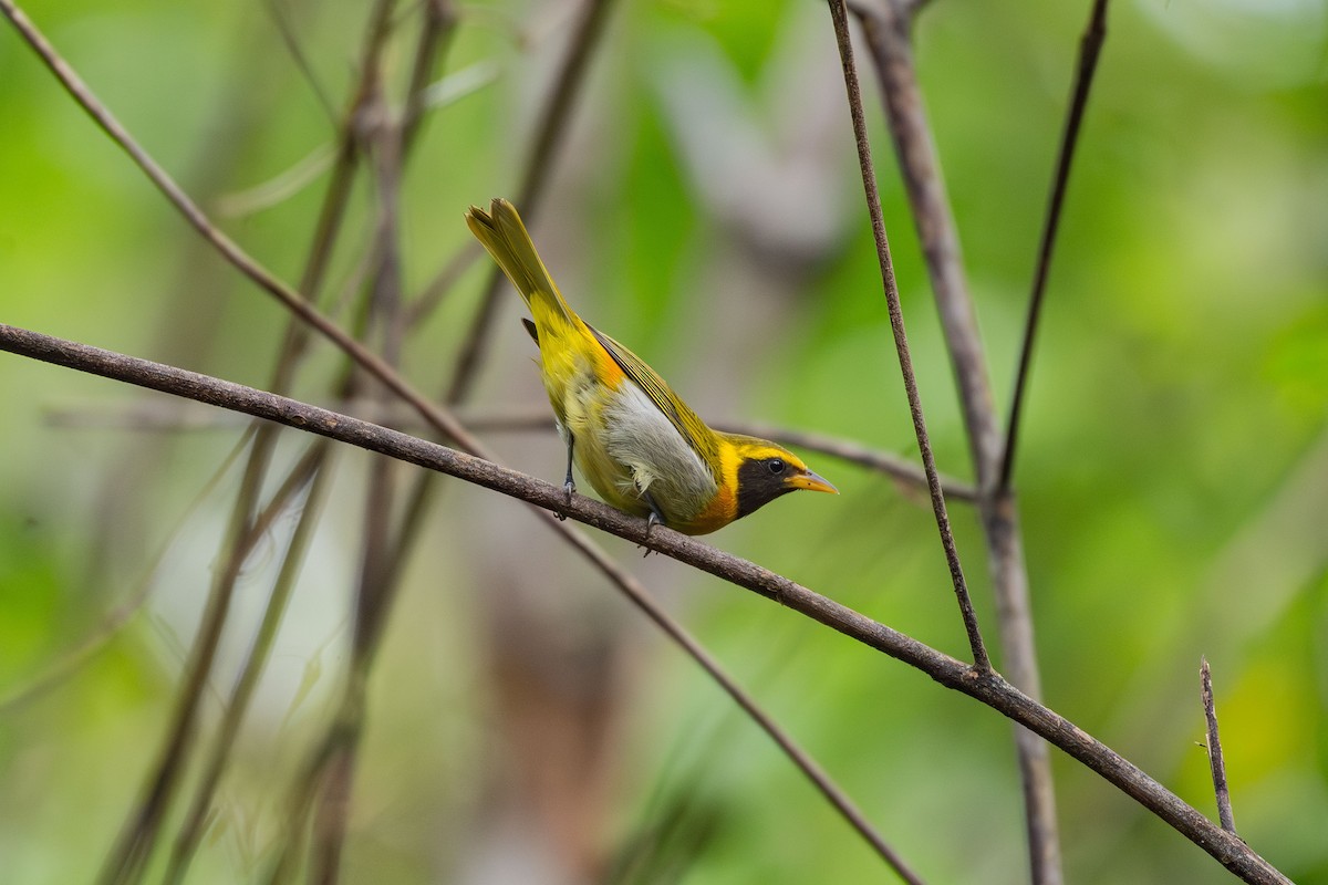 Guira Tanager - ML645183972