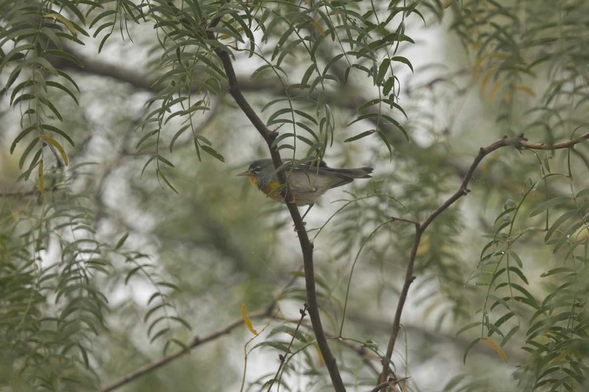 Northern Parula - ML645183979