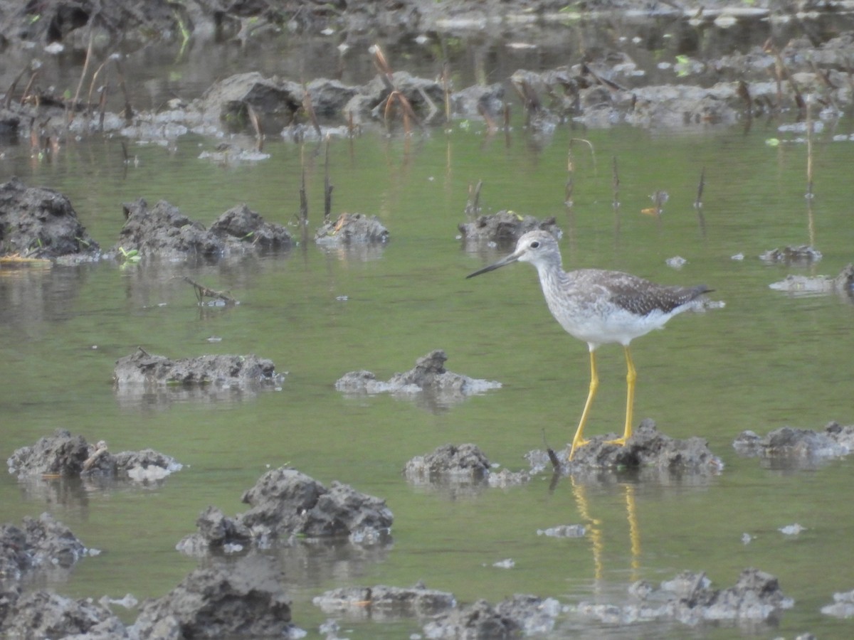 vodouš velký - ML645183980