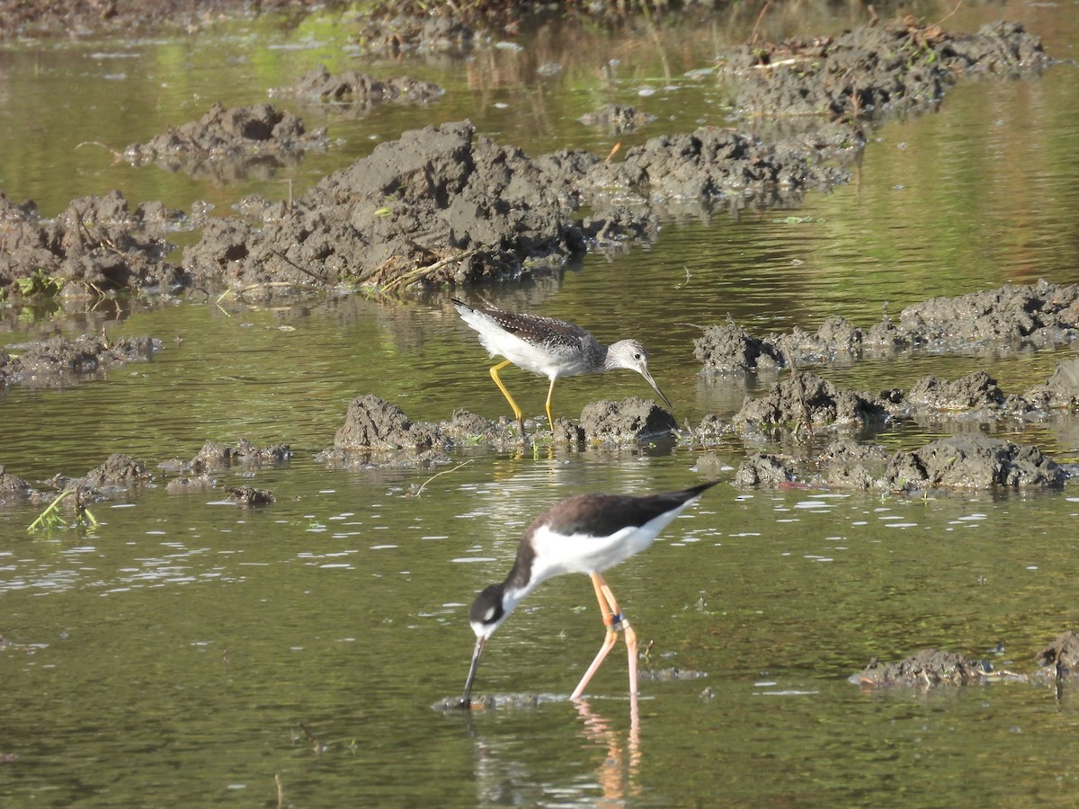 vodouš velký - ML645183981