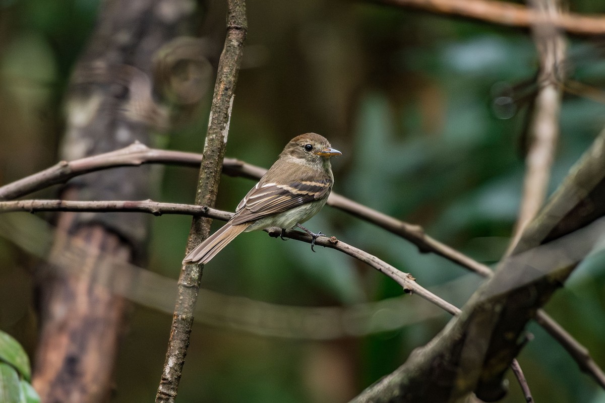 Euler's Flycatcher - ML645183984