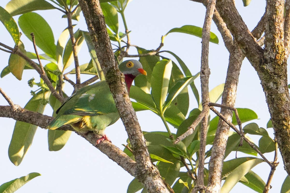 Ptilope turvert - ML645183985