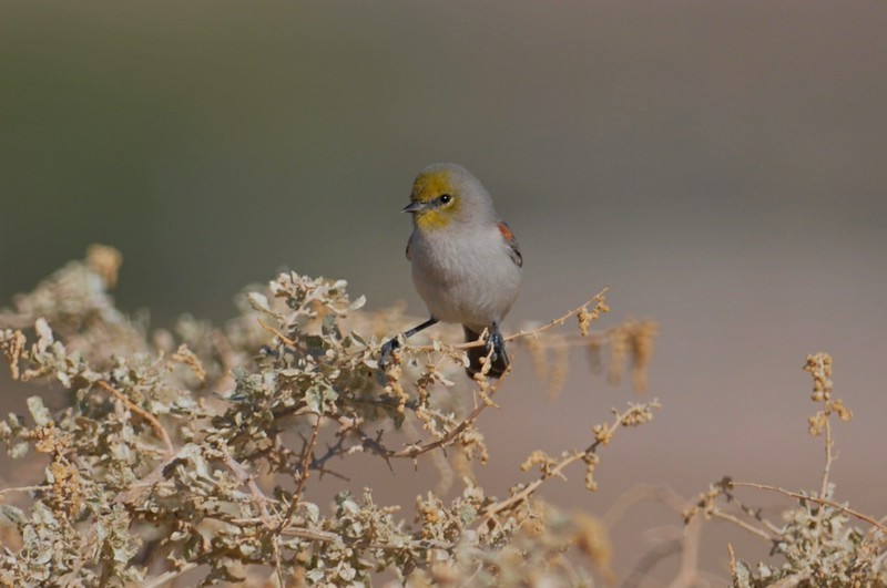 Verdin - ML645183997