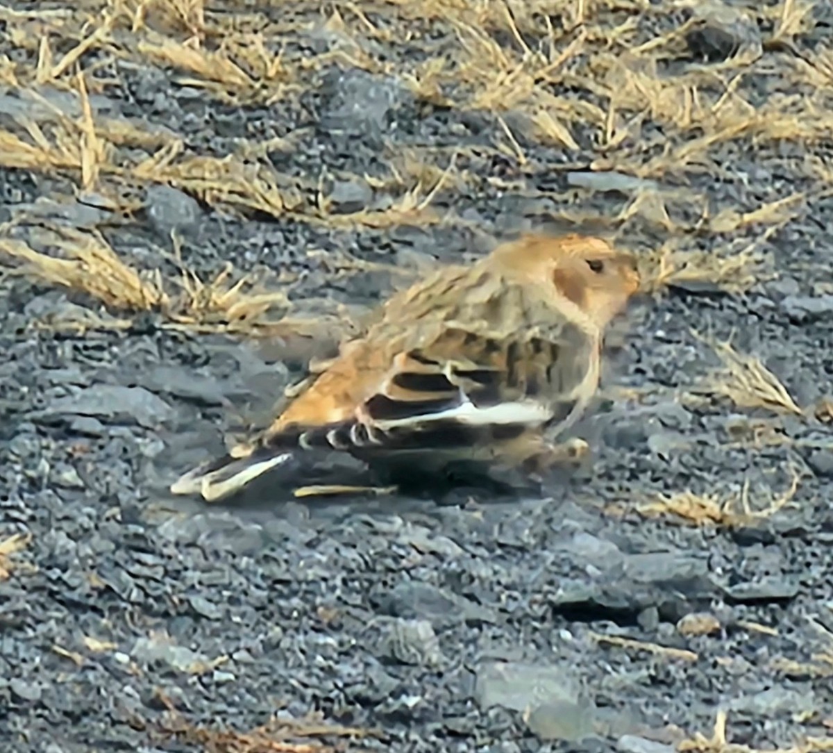 Snow Bunting - ML645183998