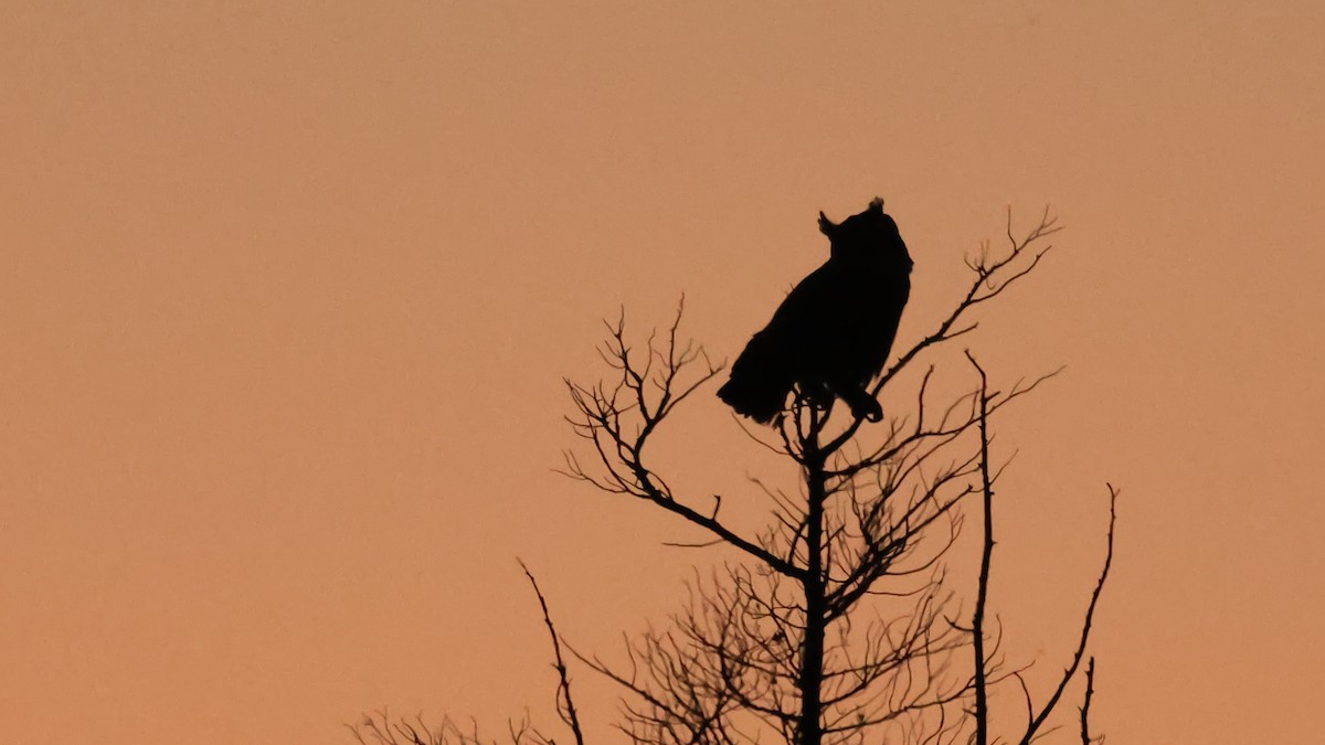 Great Horned Owl - ML645183999