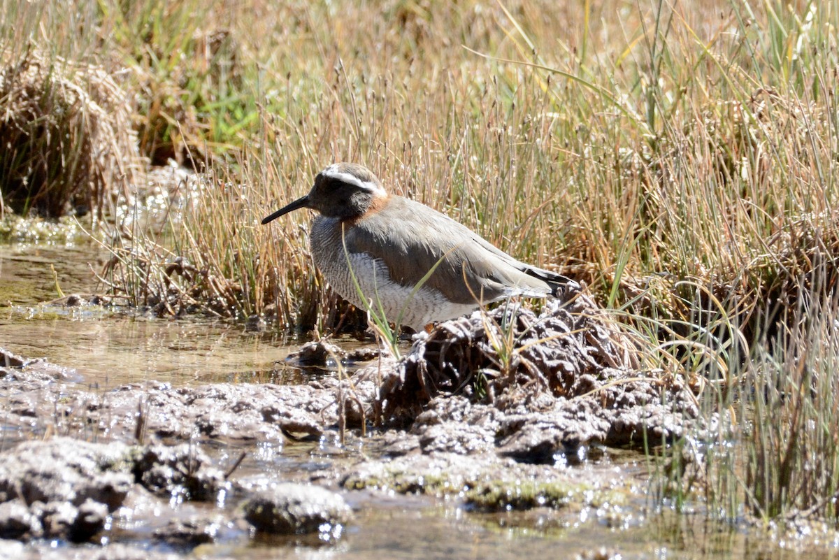 Diademed Sandpiper-Plover - ML645184008