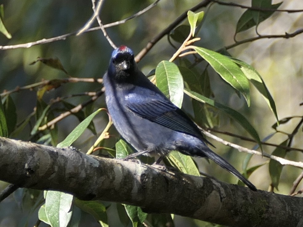 Diademed Tanager - ML645184034