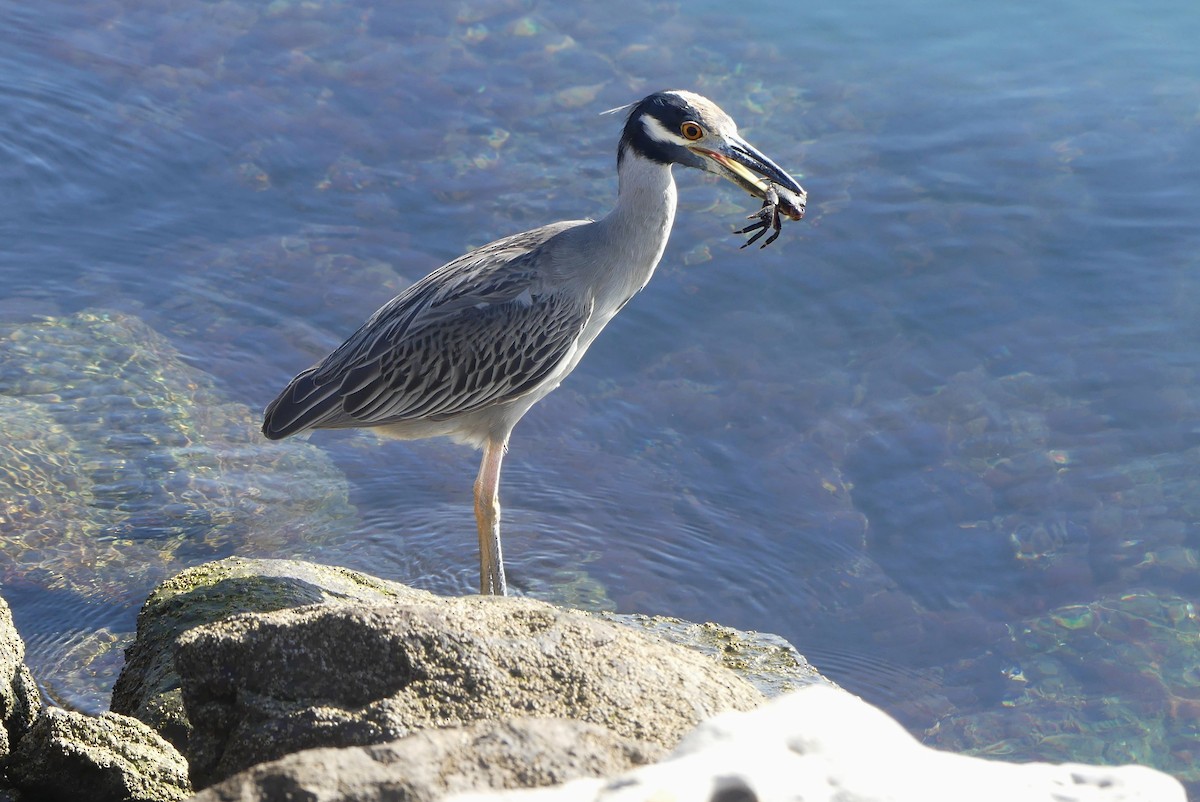 Sarı Tepeli Gece Balıkçılı - ML645184036