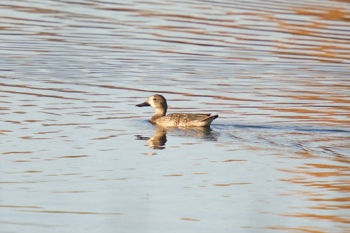 Blue-winged Teal - ML645184052