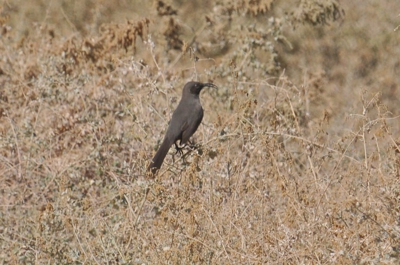 Crissal Thrasher - ML645184059