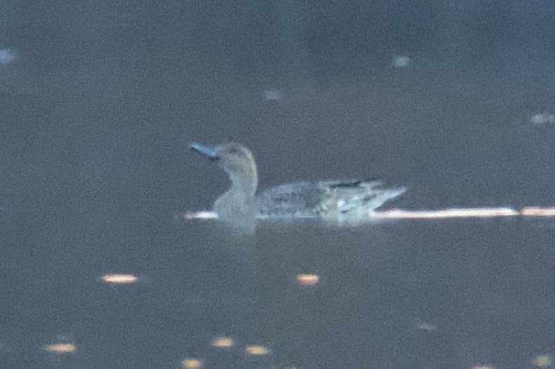 Northern Pintail - ML645184070