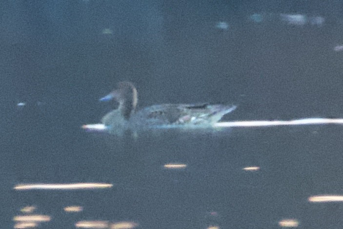 Northern Pintail - ML645184071