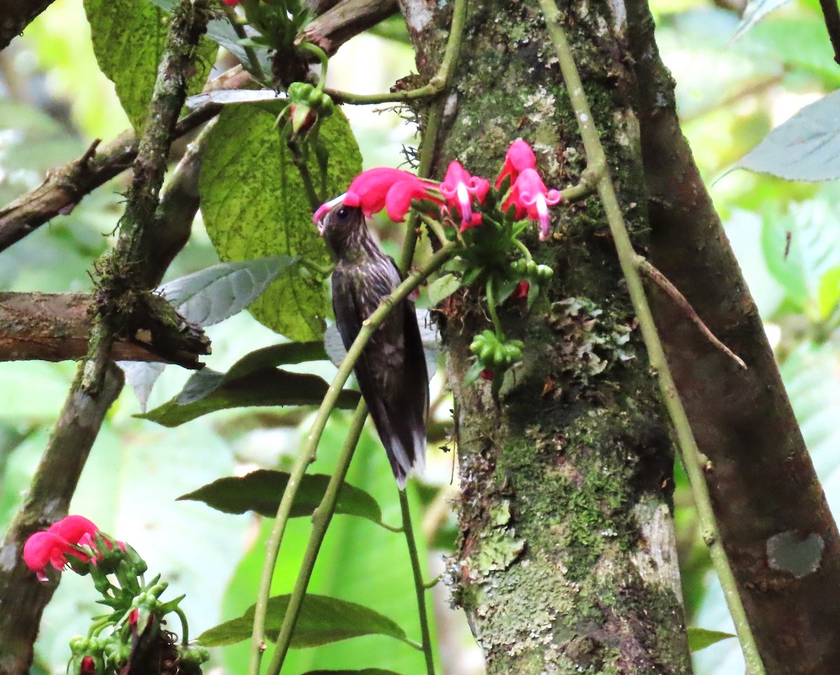 White-tipped Sicklebill - ML645184074