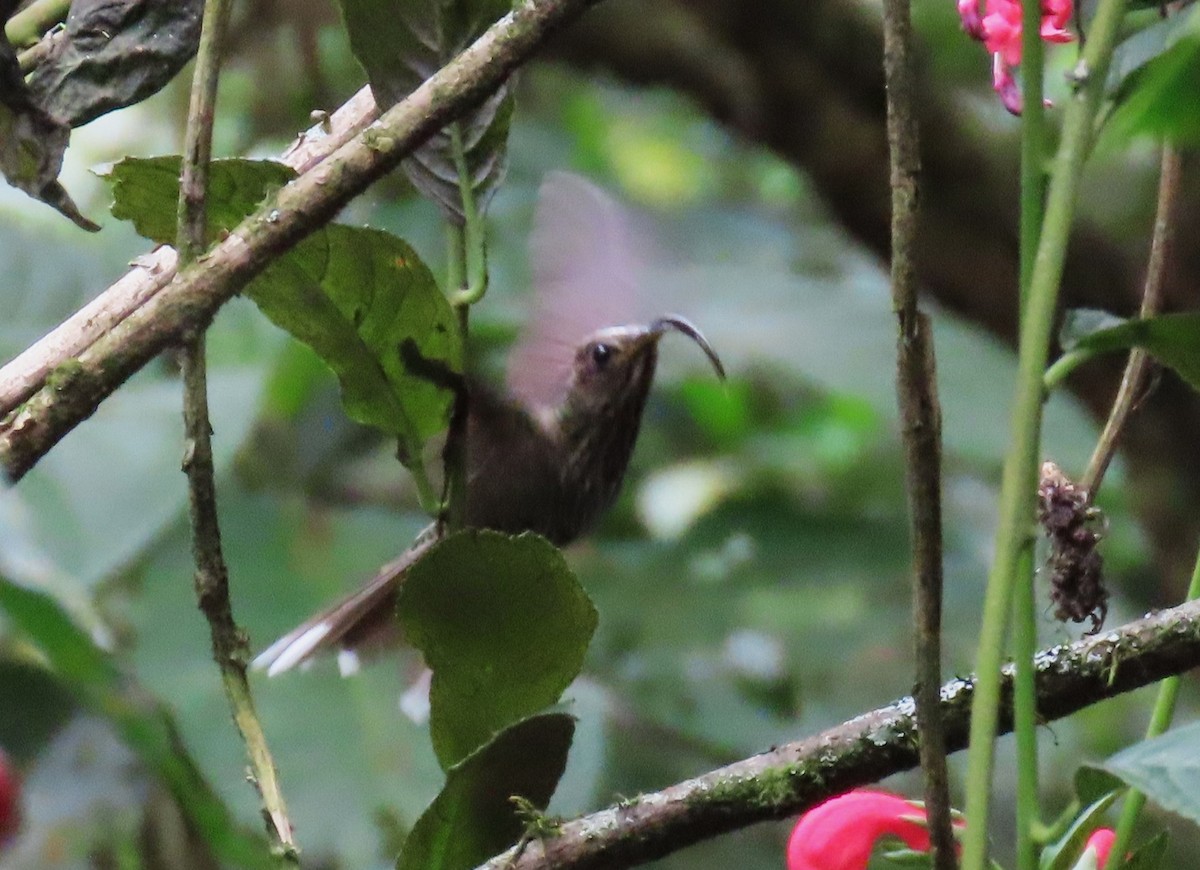 White-tipped Sicklebill - ML645184076