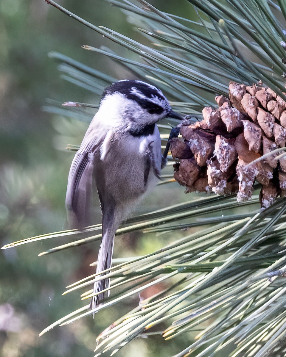 Mountain Chickadee - ML645184077