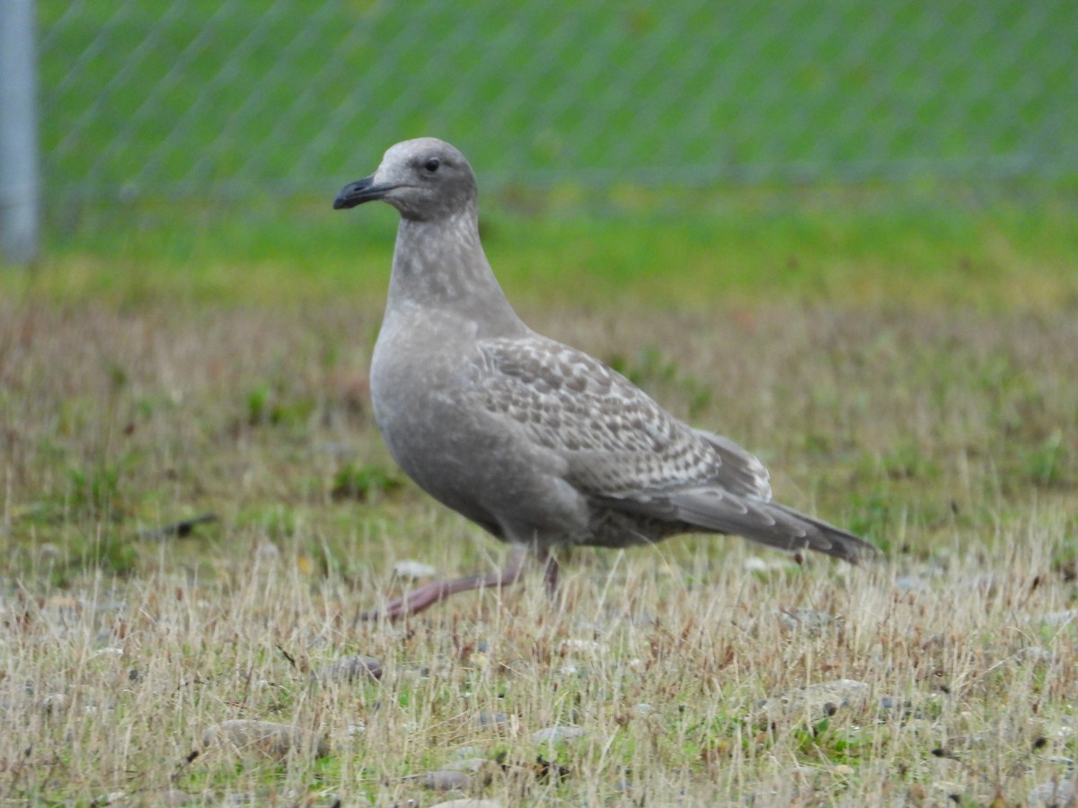 Glaucous-winged Gull - ML645184081