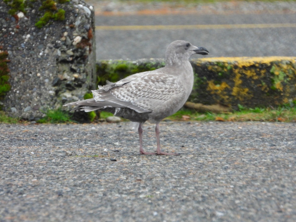 Glaucous-winged Gull - ML645184082