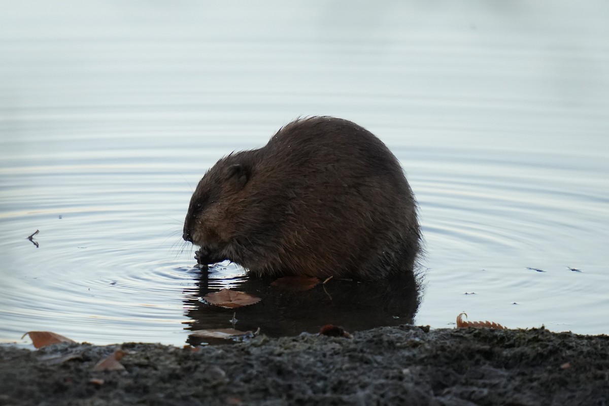Muskrat - ML645184083