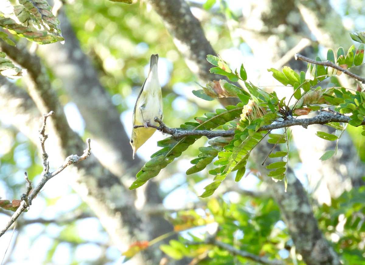 Tennessee Warbler - ML645184084