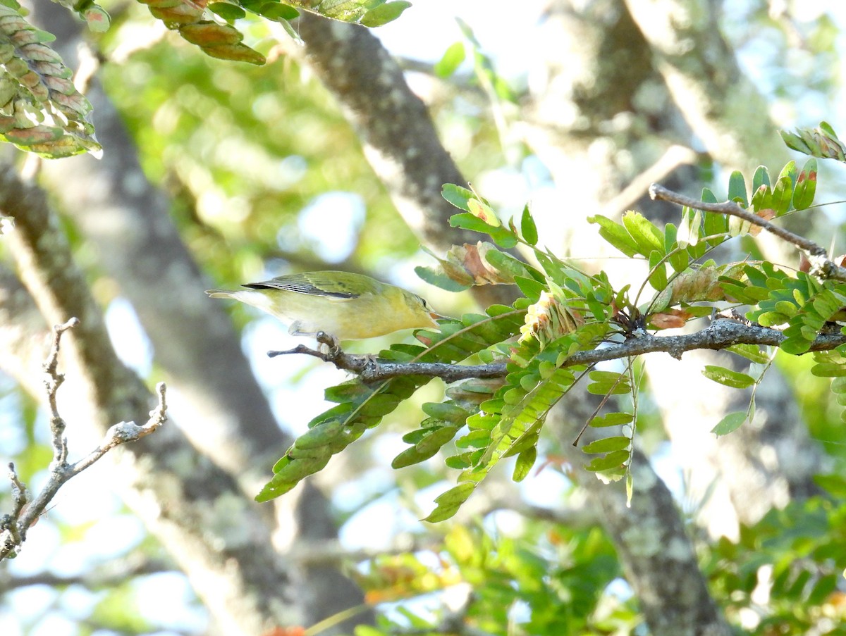 Tennessee Warbler - ML645184085