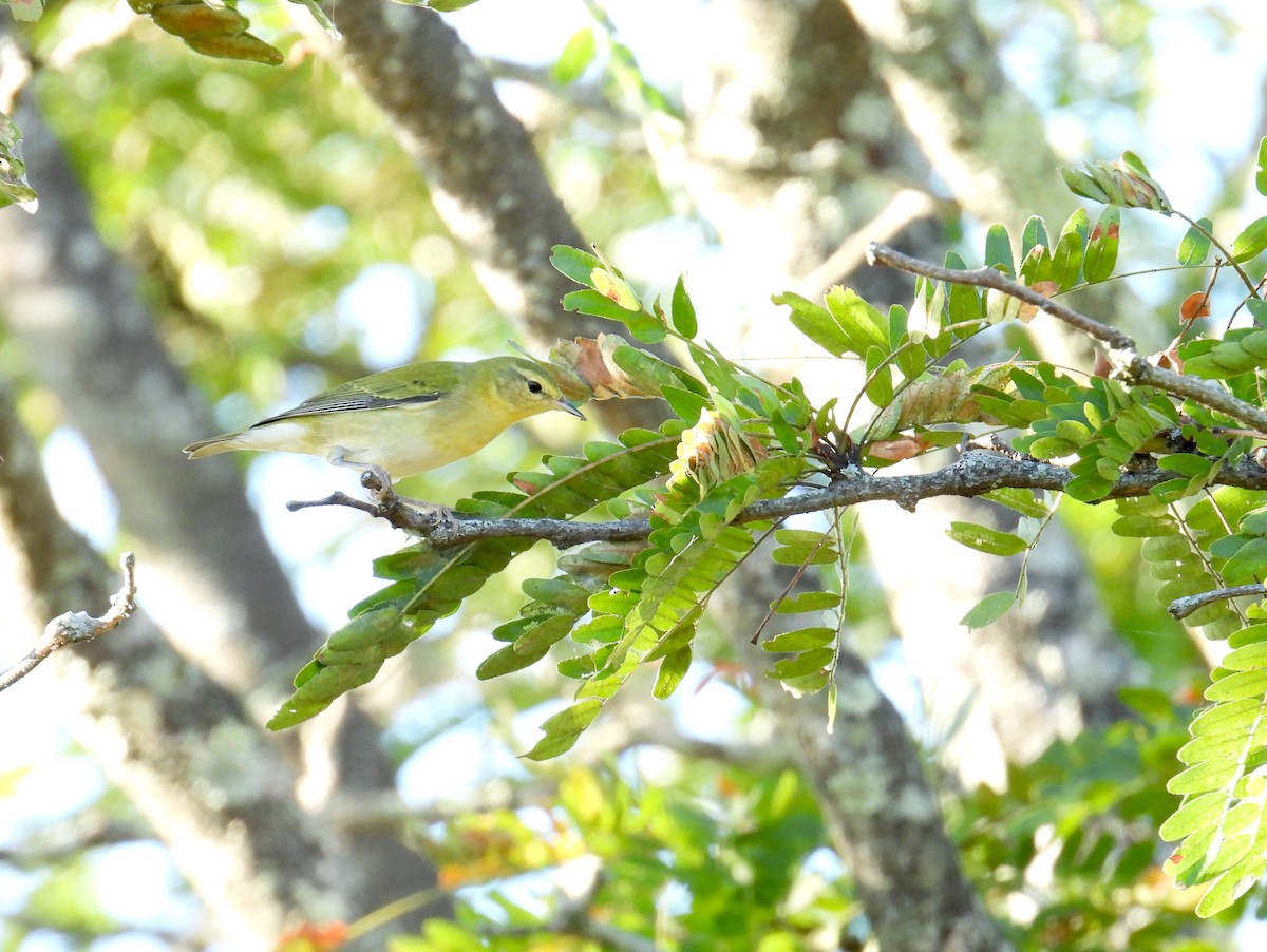 Tennessee Warbler - ML645184086
