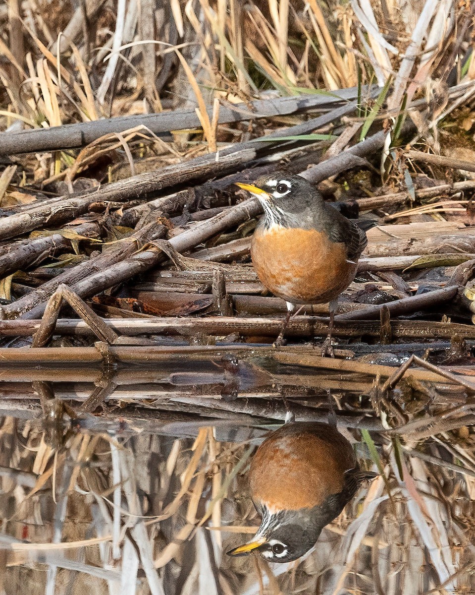 American Robin - ML645184090