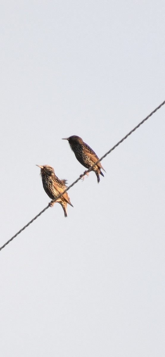 European Starling - ML645184096