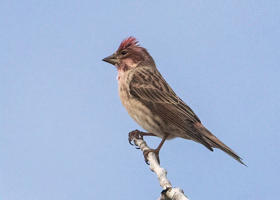 Cassin's Finch - ML645184099