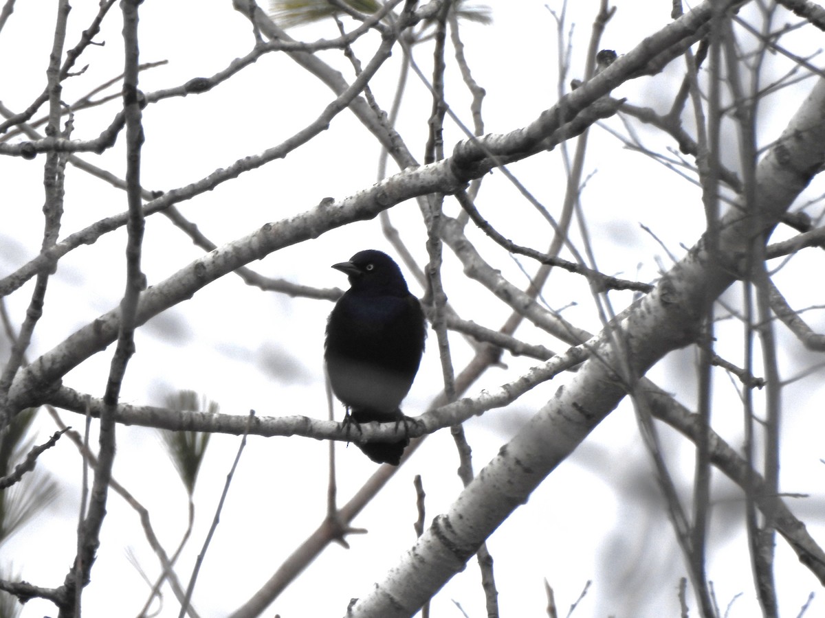 Common Grackle - ML645184104