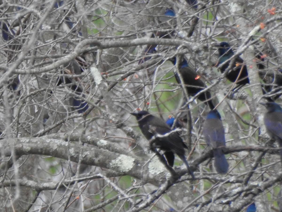 Common Grackle - ML645184105