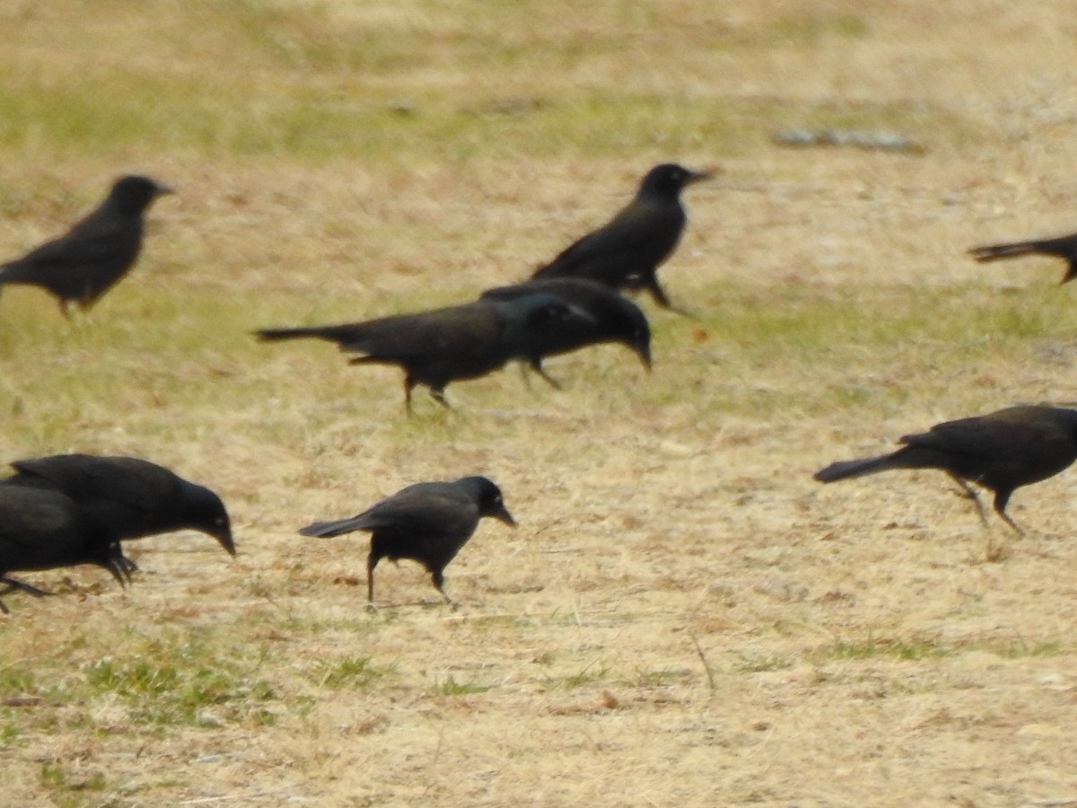 Common Grackle - ML645184106