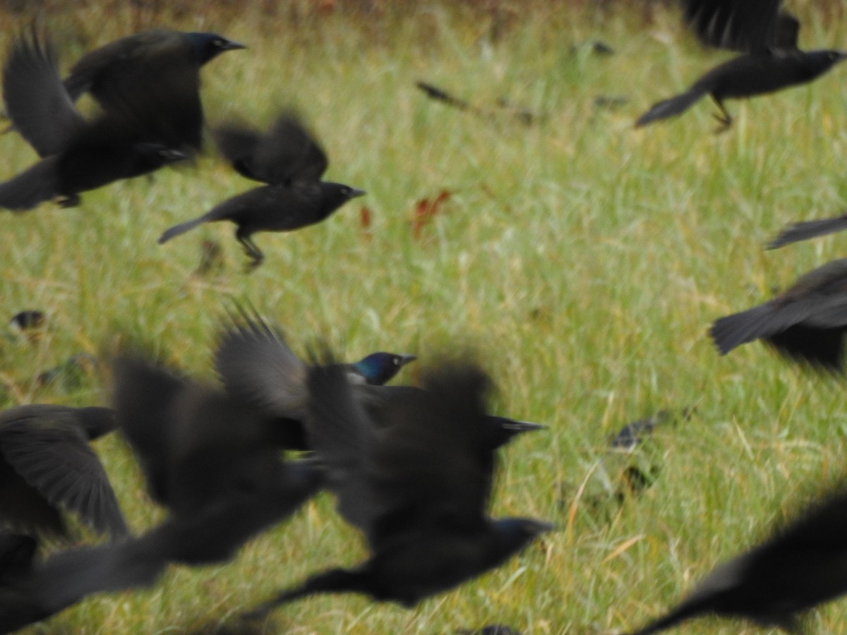 Common Grackle - ML645184107