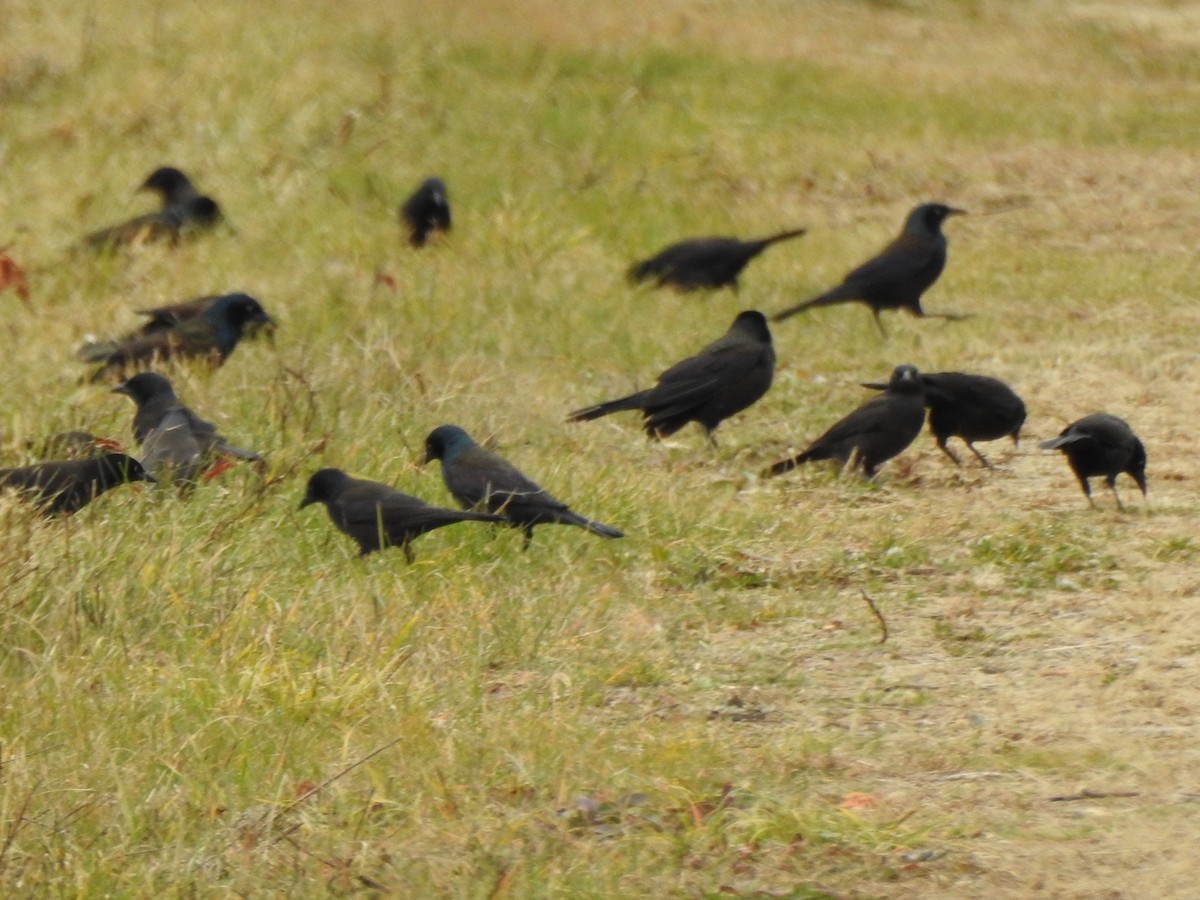 Common Grackle - ML645184108
