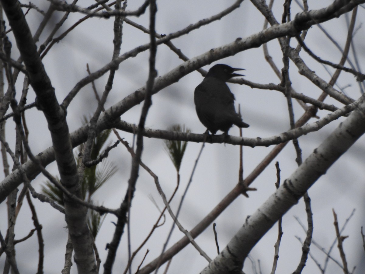 Common Grackle - ML645184109