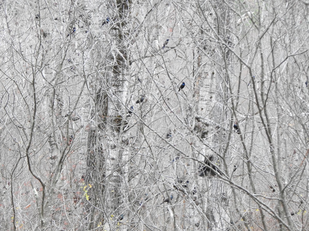 Common Grackle - ML645184110