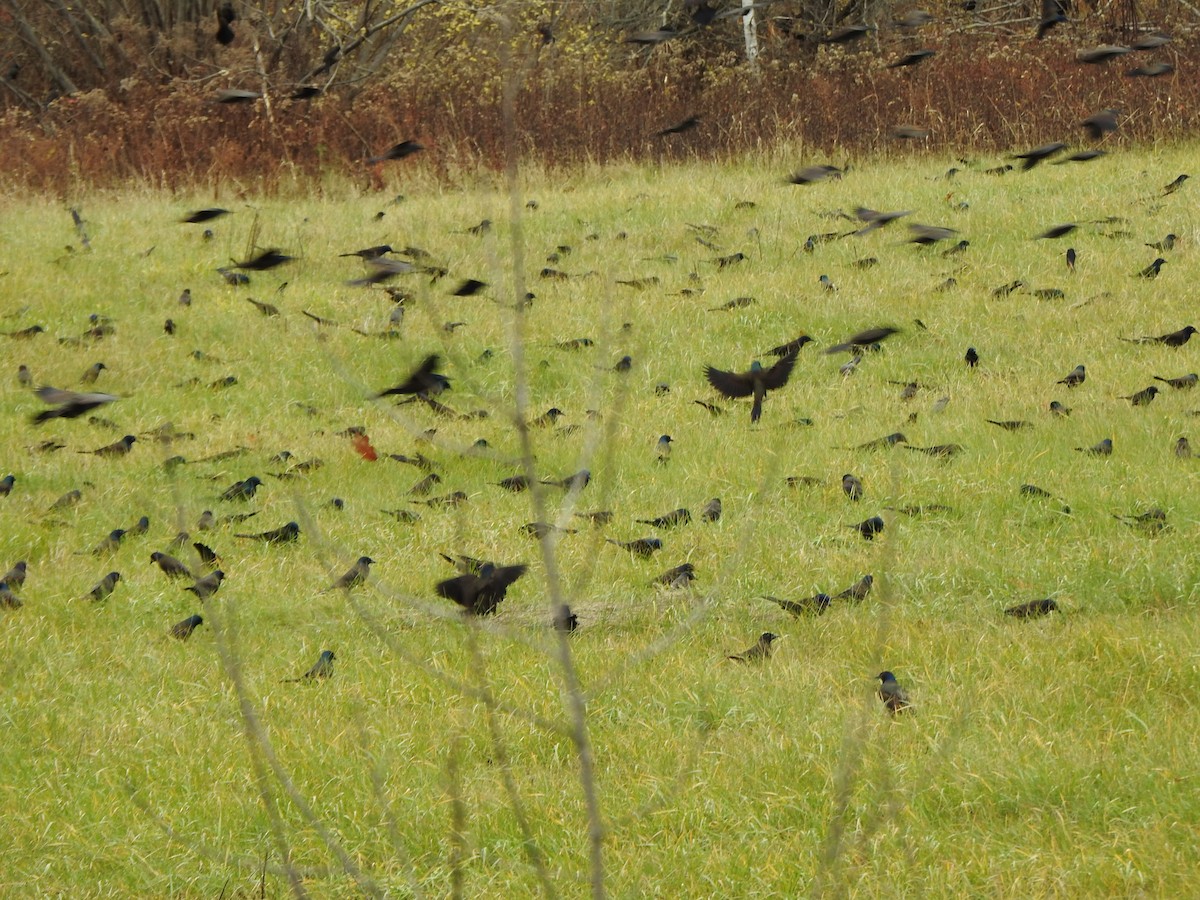 Common Grackle - ML645184111