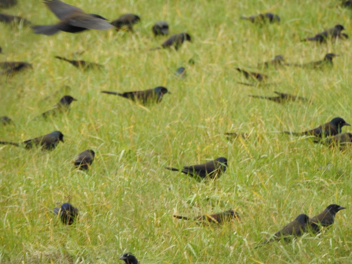 Common Grackle - ML645184112