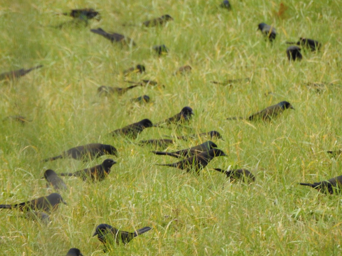 Common Grackle - ML645184113